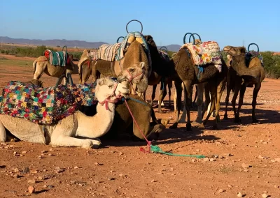 Kamelen rijden of aaien mag niet ontbreken tijdens deze Marrakesh incentive