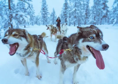 Een huskytocht is één van de memorabele activiteiten die mogelijk zijn tijdens deze incentive reis