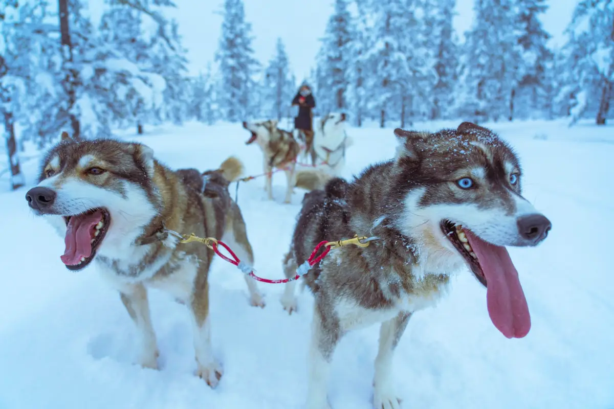 Een huskytocht is één van de memorabele activiteiten die mogelijk zijn tijdens deze incentive reis Een huskytocht is één van de memorabele activiteiten die mogelijk zijn tijdens deze incentive reis
