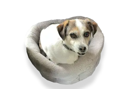 Bo-Showtime-hond Bo het Showtime Orange hondje