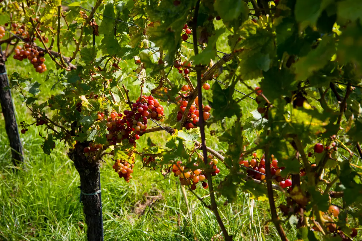 Bedrijfsuitje naar de Ardennen