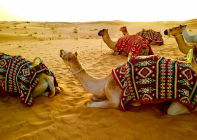 Kom ook kameel rijden in de woestijden tijdens deze Dubai reis